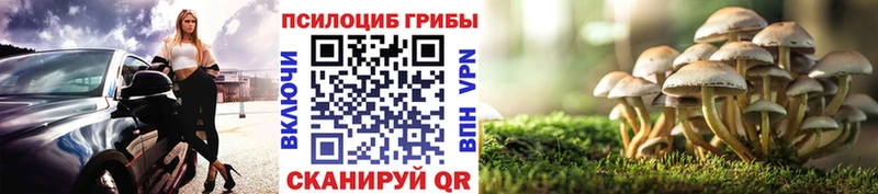 Купить  Цивильск  Псилоцибиновые грибы Psilocybine cubensis 